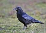 Aaskraehe-carrion_crow-Maerz_2016.jpg