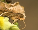 Achateule-Phlogophora_meticulosa-beim_Trinken~0.jpg
