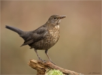 Amsel-Turdus_merula-30_01_2017.jpg