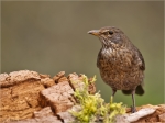 Amsel-Turdus_merula-common_blackbird-weiblich-April_2016.jpg