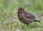 Amsel-common_blackbird-Jungvogel-Mai_2015.jpg