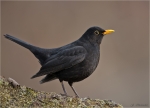 Amsel-common_blackbird-maennlich-21_01_2017.jpg