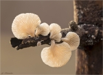 Anis-Saegeblaettling-Lentinus_suavissimus.jpg