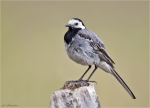 Bachstelze-23_07_2015-Motacilla_alba.jpg