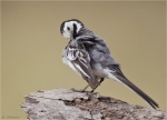 Bachstelze-Motacilla_alba-20_07_2015.jpg