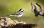 Bachstelze-white_wagtail-06_04_2020.jpg