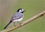 Bachstelze-white_wagtail-17_04_2015.jpg