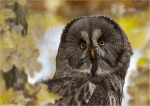Bartkauz-Strix_nebulosa.jpg
