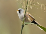 Bartmeise-male-bearded_tit-im_Schilf.jpg