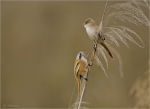 Bartmeisen-Panurus_biarmicus-20_10_2017.jpg