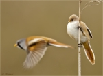 Bartmeisen-bearded_tit-maennlich_und_weiblich.jpg