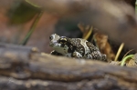 Baumhoehlen-Kroetenlaubfrosch_28Trachycephalus_resinifictrix29.jpg