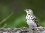 Baumpieper-Tree_Pipit-2015.jpg