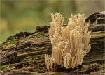 Becherkoralle-clavicorona_pyxidata-29_10_2016.jpg