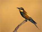 Bienenfresser-european_bee-eater-25_07_2018.jpg