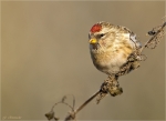 Birkenzeisig-redpoll-female-07_12_2017.jpg