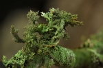Blasenflechte-Hypogymnia_physodes.jpg