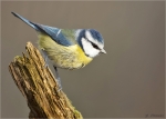 Blaumeise-11_12_2015.jpg