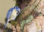 Blaumeise-14_01_2016.jpg