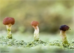 Braune_Koepfchenflechte-04_03_2017-baeomyces_rufus.jpg