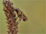 Breitflueglige_Raupenfliege-Ectophasia_crassipennis.jpg