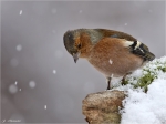 Buchfink-chaffinch-im_Schnee-10_01_2017.jpg