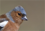 Buchfink-maennlich-Portrait_2016.jpg