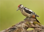 Buntspecht-Great_Spotted_Woodpecker-25_11_2016.jpg