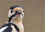 Buntspecht-Portrait-maennlich-Maerz_2016.jpg