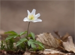 Buschwindroeschen-Anemone_nemorosa-06_04_2015.jpg
