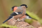 DSC_b_kl_2972.jpg