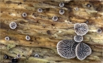 Dichtblaettriger_Zwergseitling-Resupinatus_applicatus.jpg