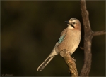 Eichelhaeher-eurasian_jay-im_letzten_Licht.jpg