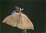 Eichen-Sichelfluegler-Watsonalla_binaria.jpg