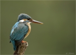 Eisvogel-Alcedo_atthis-11__April_2020.jpg
