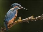 Eisvogel_2020.jpg