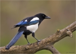 Elster-19_04_2016-eurasian_magpie.jpg