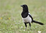 Elster-eurasian_magpie-April_2015.jpg