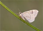 Erlengebuesch_Spanner-Euchoeca_nebulata-September_2015.jpg