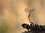 Erlenkaetzchen-Becherling-Ciboria_amentacea-18_02_2018.jpg