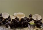 Erlenkaetzchen-Becherling-Ciboria_amentacea-21_02_2016.jpg