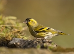 Erlenzeisig-eurasian_siskin-06_11_2017.jpg