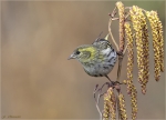 Erlenzeisig-eurasian_siskin-Weibchen-18_02_2016.jpg