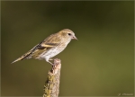 Erlenzeisig-eurasian_siskin-Weibchen-20_09_2015.jpg