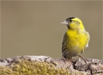 Erlenzeisig-eurasian_siskin-maennlich-09_03_2016.jpg