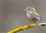 Erlenzeisig-eurasian_siskin-weiblich-2016.jpg