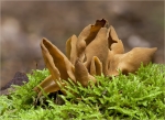 Eselsohr-Otidea_onotica-Oktober_2014.jpg