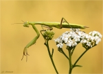 Europaeische_Gottesanbeterin-Mantis_religiosa-04_07_2018.jpg