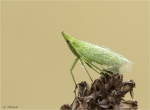 Europaeischer_Laternentraeger-Dictyophara_europaea.jpg