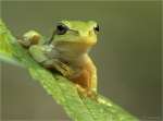 Europaeischer_Laubfrosch-19_Juli_2017-Hyla_arborea~0.jpg